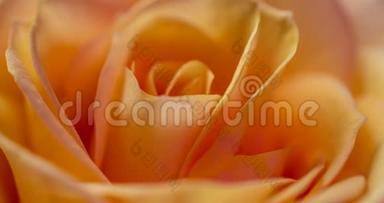 美丽的奶油黄色粉红色玫瑰背景。 盛开的玫瑰花开放，时间流逝，特写。 婚礼背景，情人节